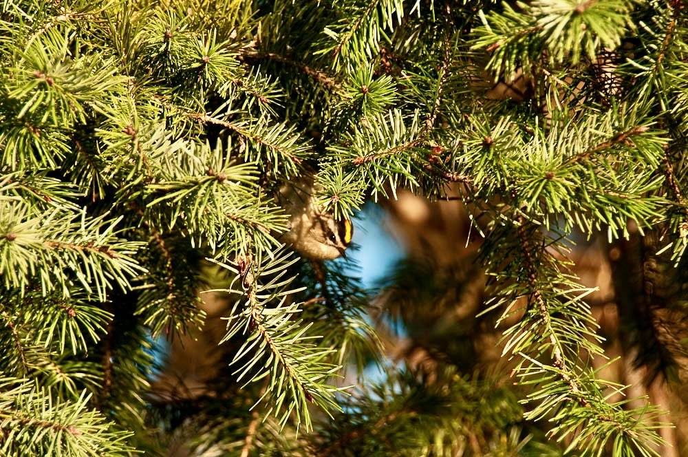 Female Golden-crowned kinglet (Regulus satrapa) by Holy Outlaw is licensed under CC BY-ND 2.0.